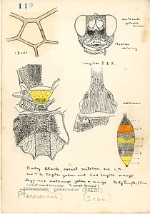 岩田久二雄フィールドノート