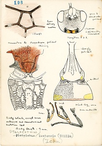 岩田久二雄フィールドノート