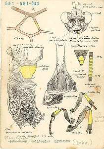 岩田久二雄フィールドノート