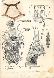 岩田久二雄フィールドノート