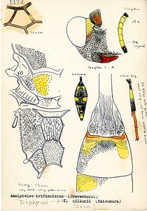 岩田久二雄フィールドノート