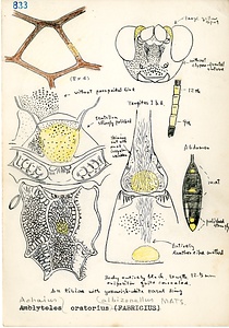 岩田久二雄フィールドノート