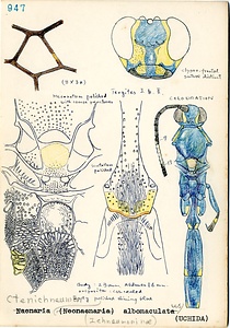 岩田久二雄フィールドノート