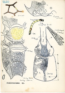 岩田久二雄フィールドノート