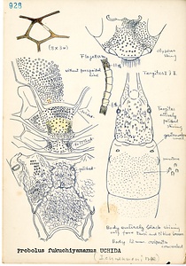 岩田久二雄フィールドノート