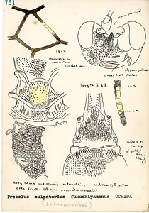 岩田久二雄フィールドノート
