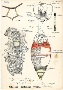 岩田久二雄フィールドノート