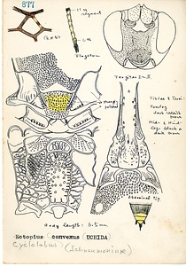 岩田久二雄フィールドノート