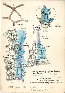 岩田久二雄フィールドノート