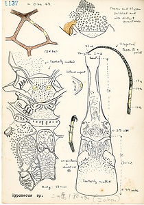 岩田久二雄フィールドノート