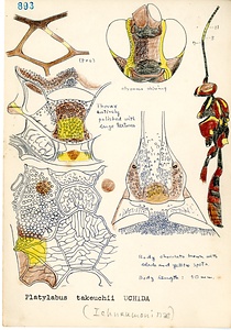 岩田久二雄フィールドノート