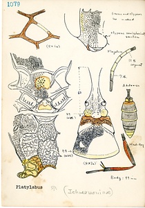 岩田久二雄フィールドノート