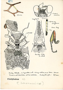 岩田久二雄フィールドノート