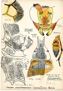 岩田久二雄フィールドノート