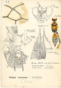 岩田久二雄フィールドノート