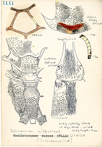 岩田久二雄フィールドノート