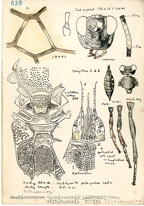 岩田久二雄フィールドノート