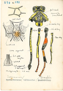 岩田久二雄フィールドノート