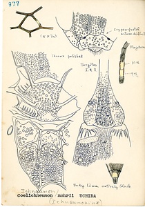 岩田久二雄フィールドノート