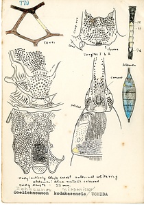 岩田久二雄フィールドノート