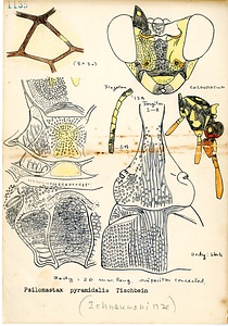 岩田久二雄フィールドノート