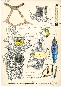 岩田久二雄フィールドノート