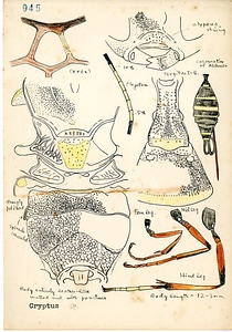 岩田久二雄フィールドノート