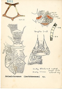 岩田久二雄フィールドノート