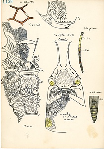 岩田久二雄フィールドノート
