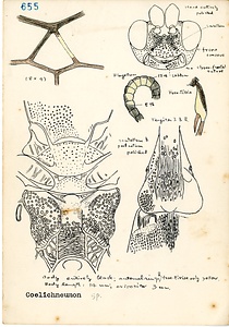 岩田久二雄フィールドノート