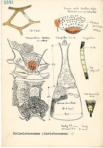 岩田久二雄フィールドノート