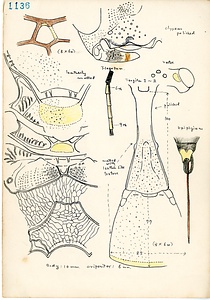 岩田久二雄フィールドノート