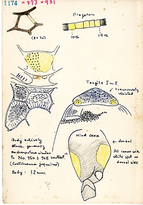 岩田久二雄フィールドノート