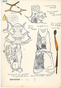 岩田久二雄フィールドノート