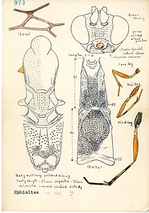 岩田久二雄フィールドノート