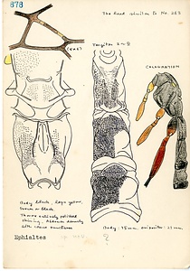 岩田久二雄フィールドノート