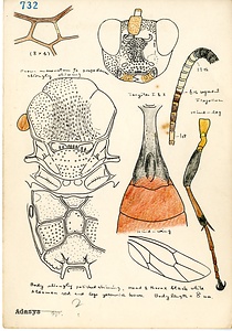 岩田久二雄フィールドノート