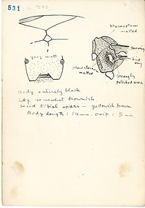 岩田久二雄フィールドノート