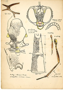 岩田久二雄フィールドノート