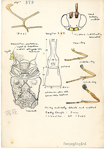 岩田久二雄フィールドノート