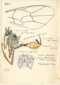 岩田久二雄フィールドノート