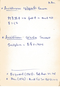 岩田久二雄フィールドノート