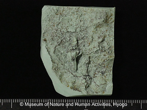 アンドウオガイ（巻貝）