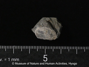 ノダエガイ（二枚貝）