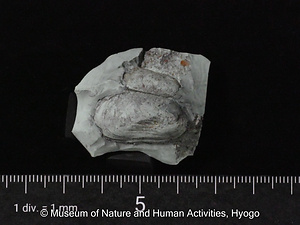 コウベフナガタガイ（二枚貝）