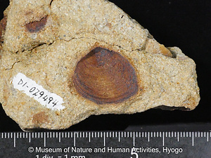 ウエジシジミ（二枚貝）