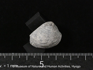 オザキユウカゲハマグリ（二枚貝）