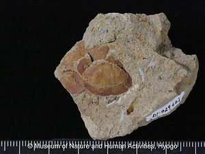 スマムカシザクラ（二枚貝）