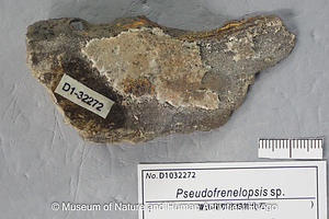 Pseudofrenelopsis sp.
