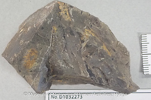 Pseudofrenelopsis sp.